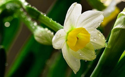 《艾晚的水仙球》讀后感