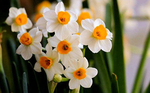 水仙花作文(集錦15篇)