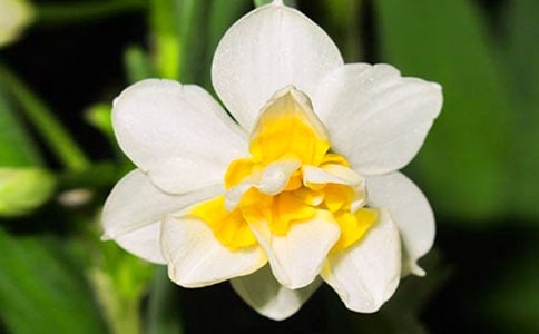 我家的水仙花250字作文