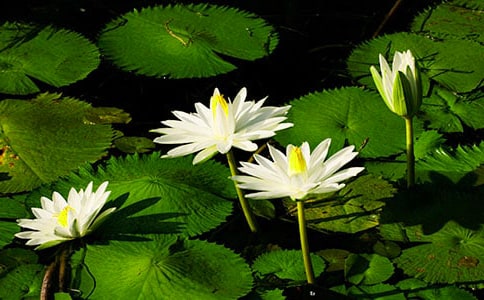 睡蓮蓮花人教版八年級(jí)上冊(cè)五單元作文