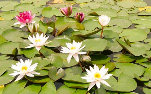 大班睡蓮美術(shù)教案