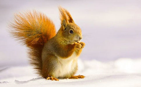 《跑進(jìn)家來的松鼠》教案