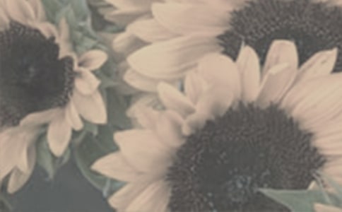 中班美術(shù)活動太陽花教案