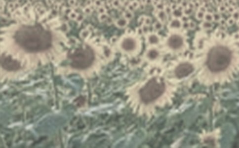 太陽花優(yōu)秀抒情散文