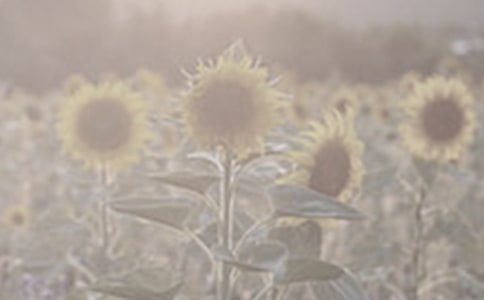 讀《神奇的太陽(yáng)花女孩》有感300字5篇優(yōu)秀范文