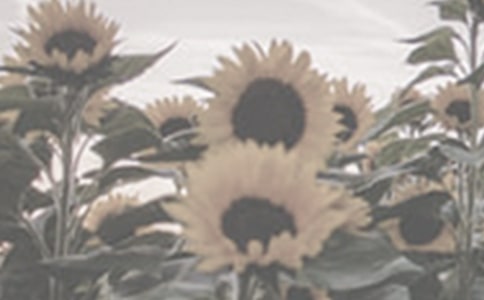 描寫太陽花的句子