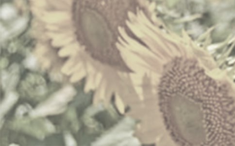 《神奇的太陽花女孩》讀后感李揚揚