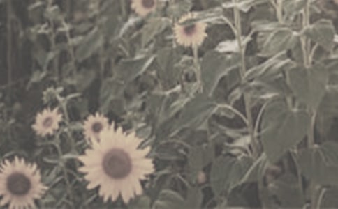 ̫ꖻ����ąR��15ƪ