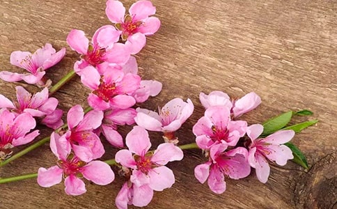 幼兒美術(shù)教案桃花朵朵開