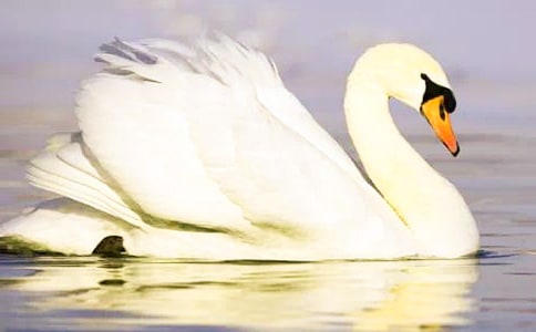 關于天鵝的作文(范例15篇)