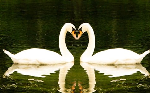 美麗天鵝湖的作文(通用5篇)