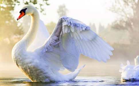 《吹小號的天鵝》讀后感(通用21篇)