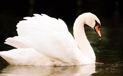 Ұ���Z�x���ĵ�10ƪ