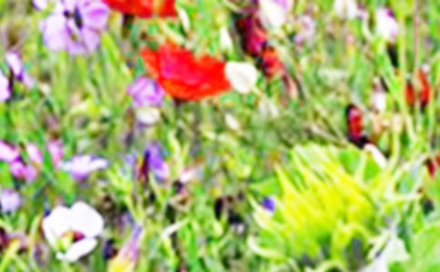 美麗的田野作文