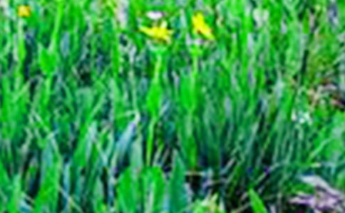 實(shí)用的美麗的田野作文4篇