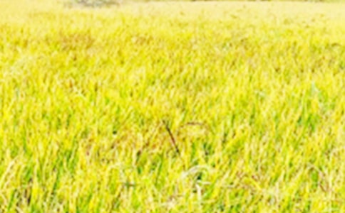 希望的田野散文