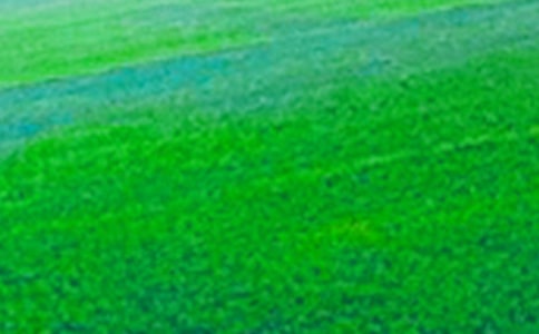 實(shí)用的田野作文600字