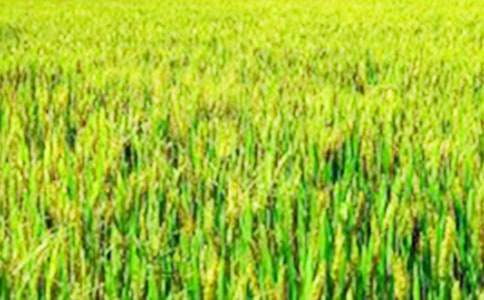 關(guān)于田野的作文優(yōu)選(15篇)