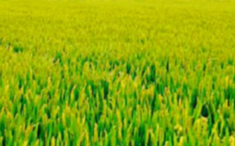 �P(gu��n)����Ұ����4ƪ