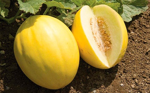 甜瓜抗霜霉病基因同源序列克隆與分析