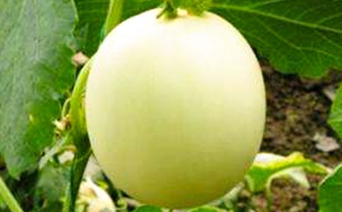 �޽ӌ���Ƥ����B(y��ng)�����պ͹���(sh��)Ʒ�|(zh��)��Ӱ�