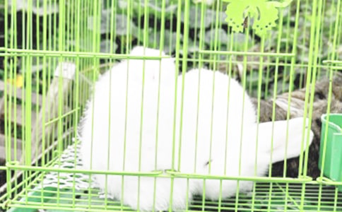 小兔子拔蘿卜小班體育教案