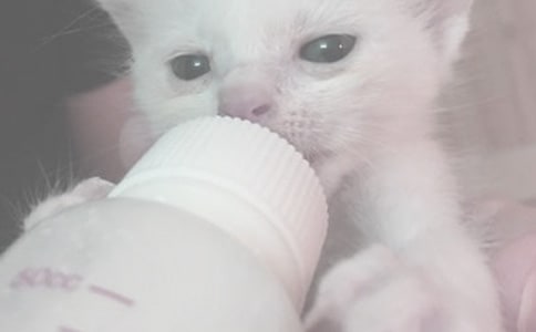 給寶寶喂奶粉要注意什么?