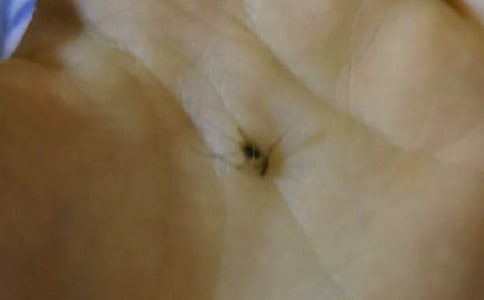 打蚊子作文(15篇)