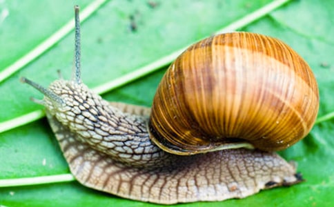 關(guān)于蝸牛的作文(優(yōu)秀)