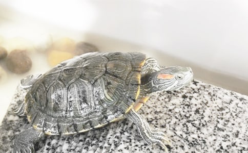 關(guān)于烏龜作文