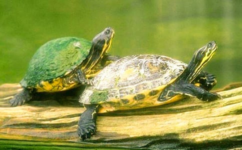 �а����g��Ȥ�Ğ����̰�4ƪ