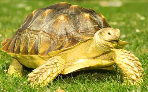 ����Z�Ի�ӡ����Ğ������̰�