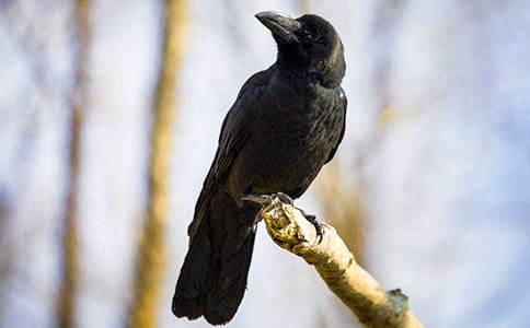 大班《烏鴉喝水》科學(xué)教案6篇