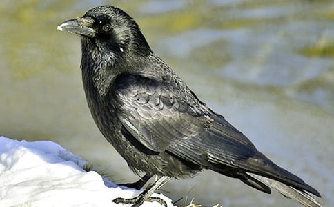 “烏鴉喝水”科學教案