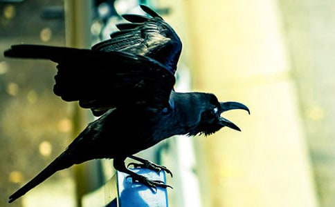 烏鴉復仇記童話作文(通用22篇)