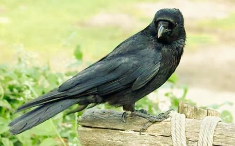 ��С���f�ۋ������̰�