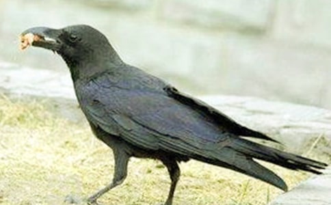 大班科學(xué)教案:烏鴉喝水(精選15篇)