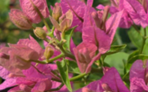 午安寄語40句精選