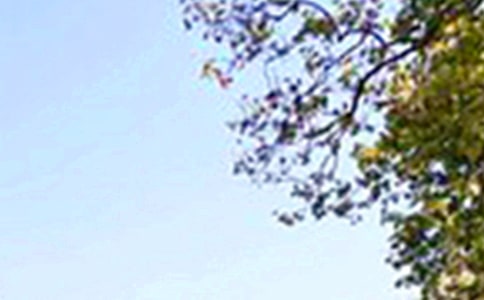 暖心午安寄語30句