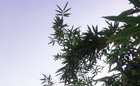 經典午安寄語(精選60句)