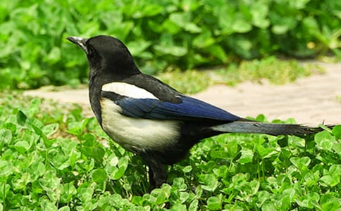 《樹和喜鵲》教案