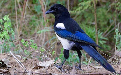 ���ϲ�o�̌W(xu��)��˼����