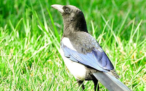 關(guān)于喜鵲作文(通用27篇)