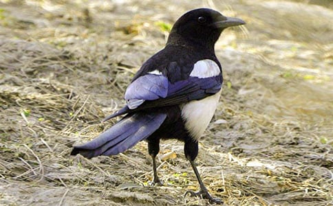 大班美術(shù)活動:《大樹和喜鵲》