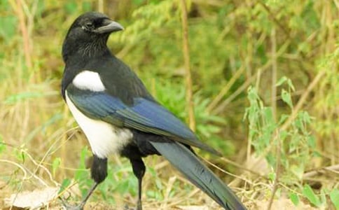 關(guān)于喜鵲作文