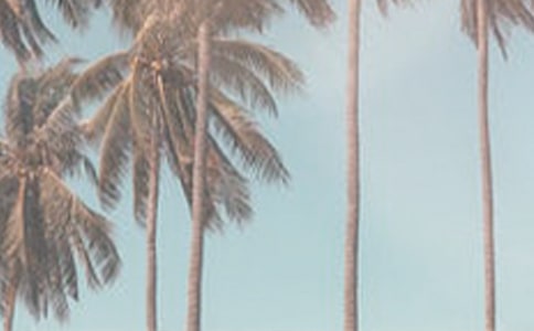 夏季這樣做便能巧妙防止蚊蟲叮咬