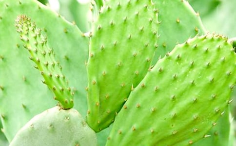 【精選】仙人掌日記4篇