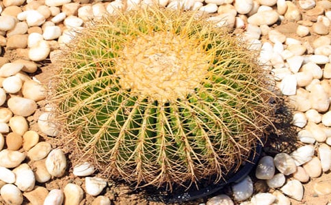 仙人掌日記三篇