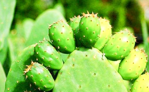 仙人掌作文必備(15篇)