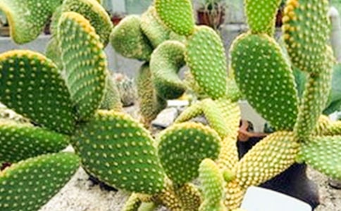 關(guān)于仙人掌的作文(必備)